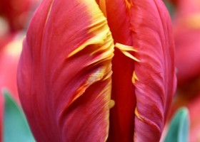 Tulipa Bright Parrot (3)